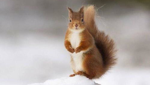 Red Squirrel log cabin with hot tub - Foto 4