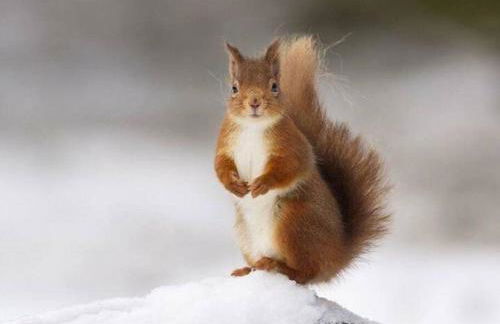 Red Squirrel log cabin with hot tub - Foto 4