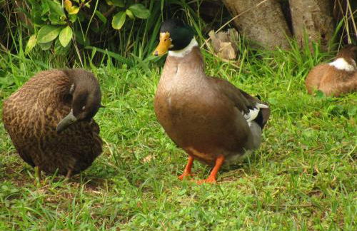 Casa L&M - Refúgio com Horta Biológica Certificada - Foto 43