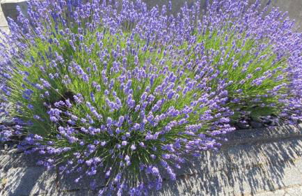 Ferienwohnung-Nuerburgblick - Foto 9