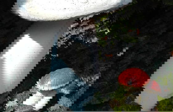 Ferienwohnungen Paul und Dorothea - Foto 45