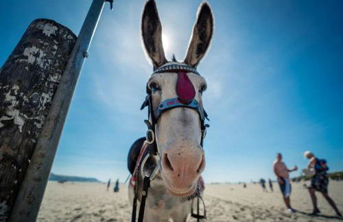 Coed-Stable - Foto 27