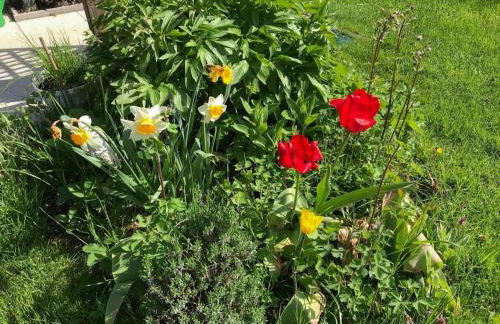 Böhmerwaldnest - Foto 42