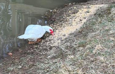 Newly Listed-Private 25-Acre Escape Near Red River Gorge - Foto 152