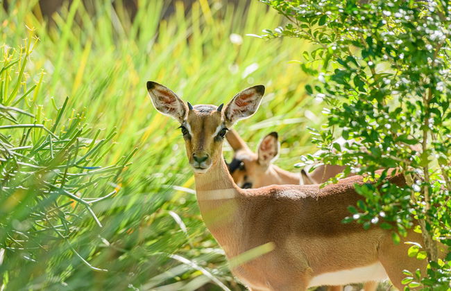 San Lameer Villa Rentals 2204 - Foto 26