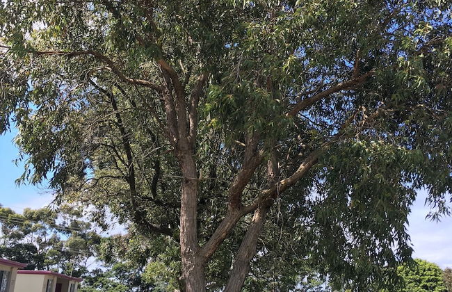 Limestone Coast Tourist Park - Photo 79