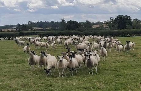 Willow Cottage 3 bed, cosy stopover, dogs welcome - Foto 16