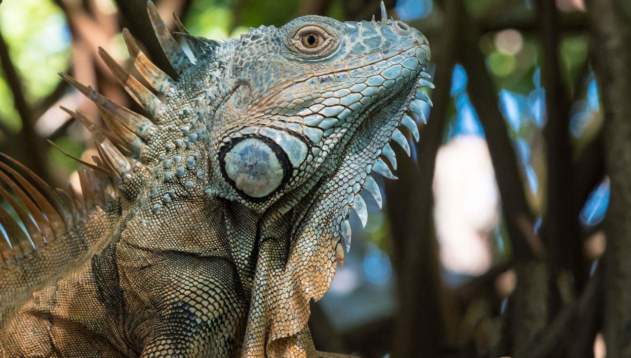 Excursion à Ventanilla, Mazunte et Zipolite