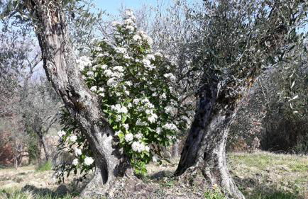 Tenuta Colverano - Foto 7