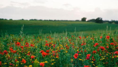 Agriturismo Tenuta La Castelluzza - Foto 5, Garden