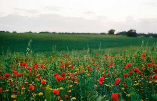 Agriturismo Tenuta La Castelluzza - Foto 5