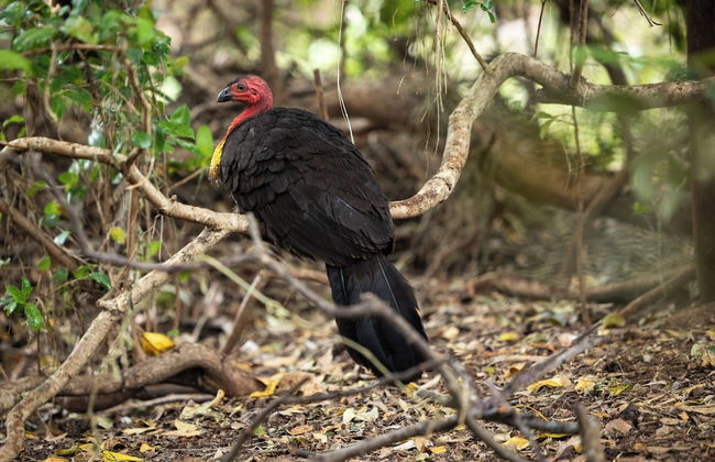 Reflections Moonee Beach - Holiday Park - Foto 63