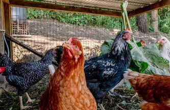 OakTree Villa - Quinta da BellaVista - Foto 34