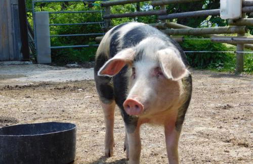 Green Hills Appaloosa Ranch - Foto 33