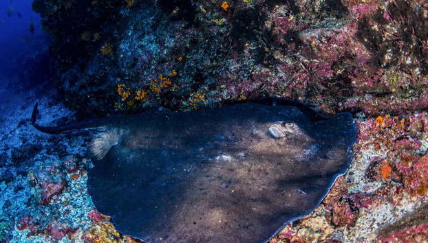 Snorkeling Tour in Mindelo - Foto 4