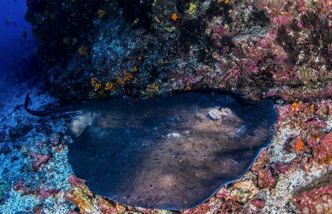 Snorkeling Tour in Mindelo - Foto 4