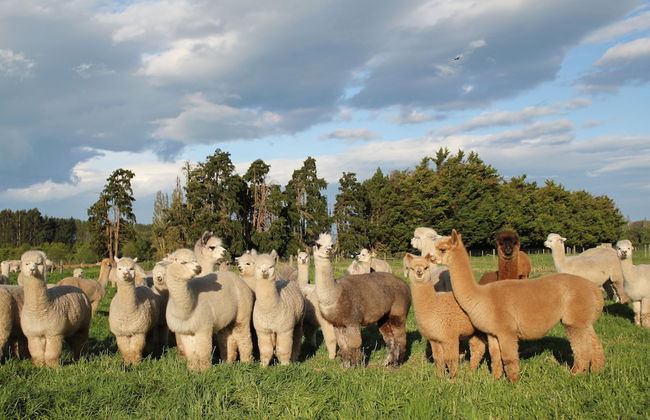 Silverstream Alpaca Farmstay and Tour - Foto 21