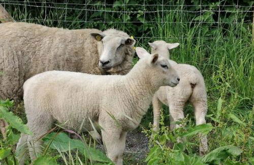 La romance de Laura - Foto 17