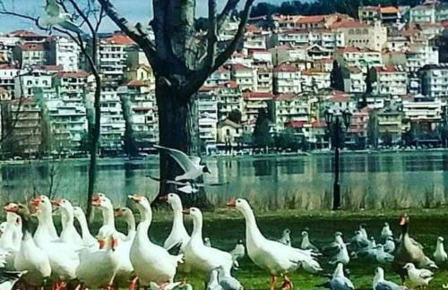 KASTORIA DENDROCHORI Retreat & Rest - Photo 25