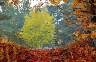 Rifugio Il Ginepro dell'Etna - Foto 30
