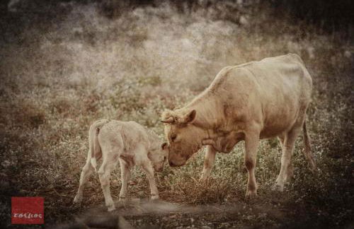 Villa Dimitra - Mani , traditional archontiko - Foto 80