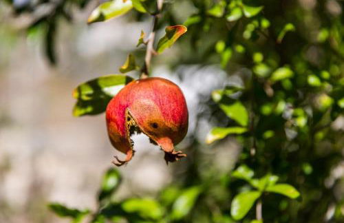 Villa Euphoria in Aegina, A' Marathonas bay - Foto 33