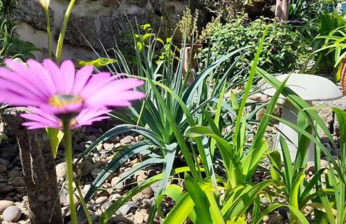 Corvus - Beautiful cottage half a mile from Mousehole - Photo 11