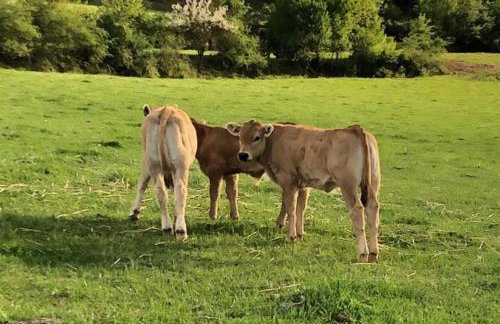 Apartamento con encanto en el Pirineo - Foto 21