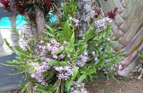 5 Quartos - Chácara Aconchego na Natureza - Foto 6