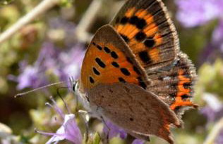 Με θέα το χωριό & το όρος Ζευς! - Foto 42