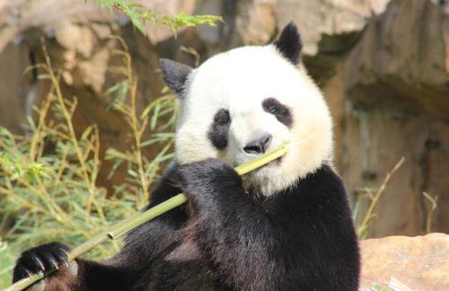 Gîtes à l'ombre des chênes - Foto 36