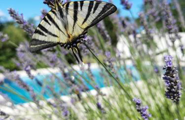 Holiday homes Sintija - Foto 22