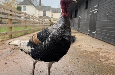 Boutique Countryside Studio with Farm Animals - Foto 8