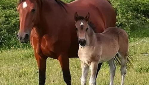 Azienda Agrituristica Le Chiuse - Foto 5