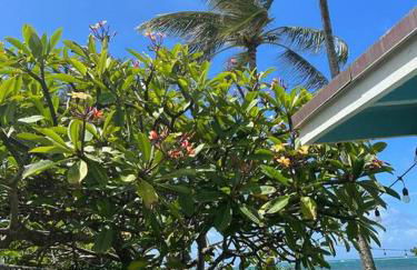 Moeʻuhane Kai Beach Front Home - Photo 13