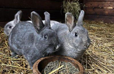 Obst- und Weingut Ingenhof - Foto 30