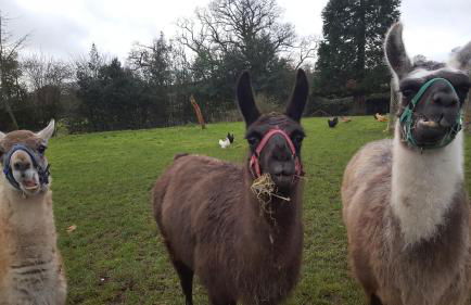 Courtyard Cottage - Photo 25