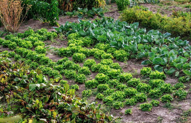 Private Estate With 2 Infinity Pools - Foto 38