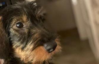 Gemütliches Sylter Strandstudio - Foto 11