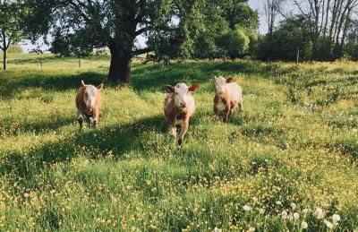 Moarhof Hackling - Ferienwohnung Anian - Foto 19