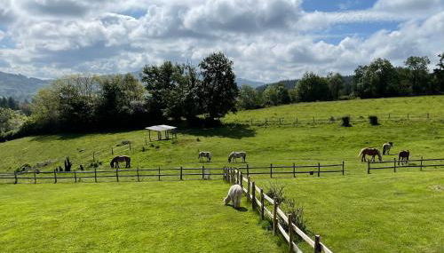 Les Perruchons ancienne grange rénovée avec soin - Foto 4, Garden view