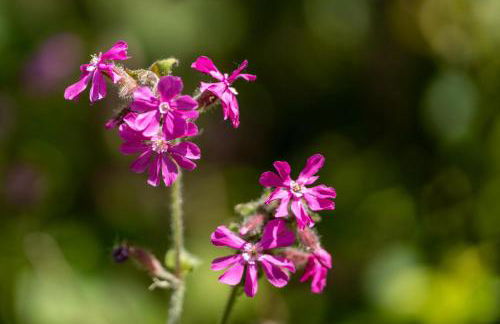 Plas Newydd with Swimming Pool, Fire Pit, and Log Fires - Photo 7