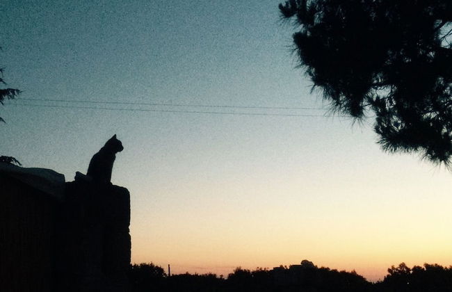 Masseria Fanizzi - Photo 48