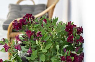 Garden Apartment in Amarynthos II - Photo 30