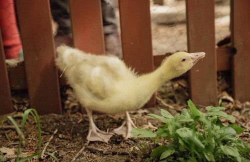 Ferienhaus Spieker - Hof Brockmann - Foto 15