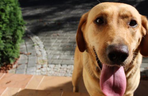 Folwark Minikowo - Agroturystyka w Borach Tucholskich - 5 pokoi z prywatnymi łazienkami - Foto 79