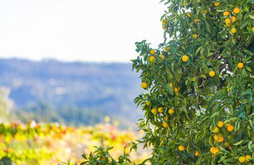 Casa da Boavista - Foto 8
