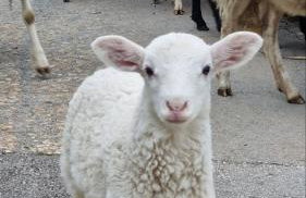 Villa Azzurra - Photo 46