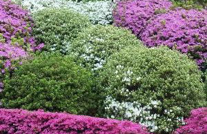 Residenza del Pascià - Appartamento Camphora - Foto 40