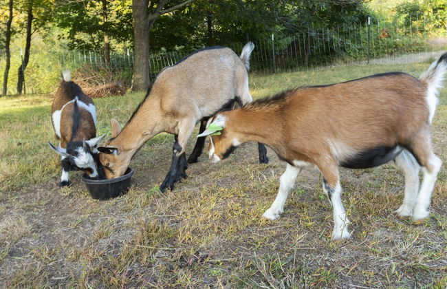 The Goat House Waterfront Hottub 3 Acres - Foto 10